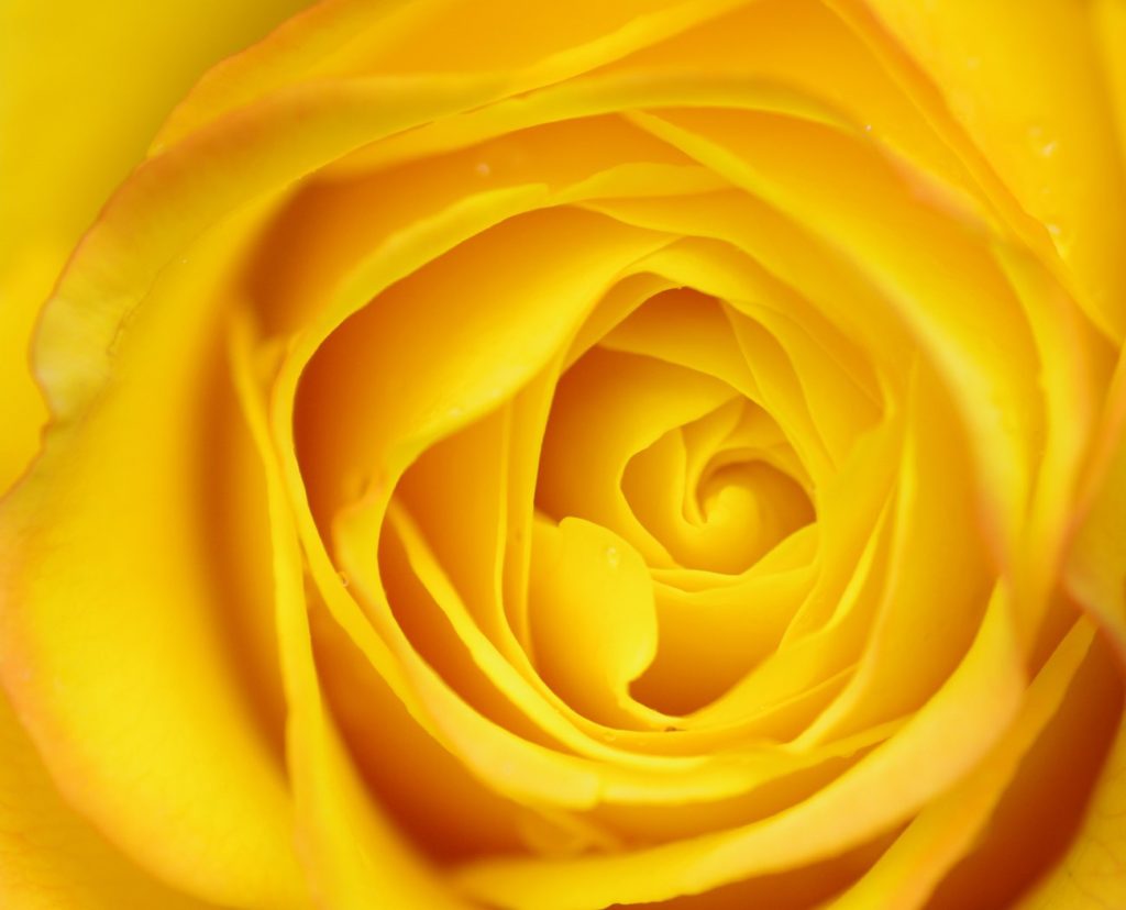 ورد أصفر صافي يدل على الحب والجمال والهدوء صور ورد وزهور Rose Flower